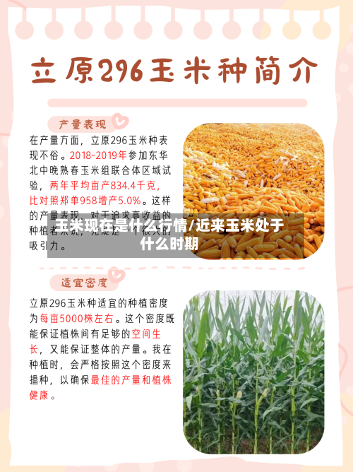 玉米现在是什么行情/近来玉米处于什么时期