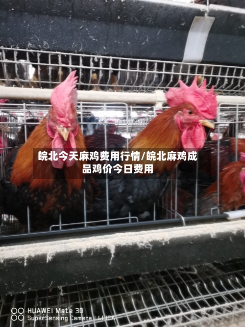 皖北今天麻鸡费用行情/皖北麻鸡成品鸡价今日费用