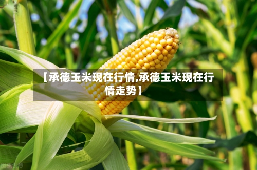 【承德玉米现在行情,承德玉米现在行情走势】-第2张图片