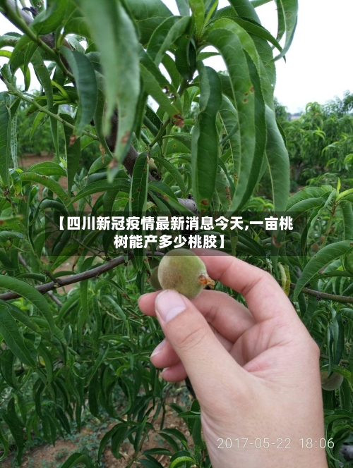 【四川新冠疫情最新消息今天,一亩桃树能产多少桃胶】-第2张图片