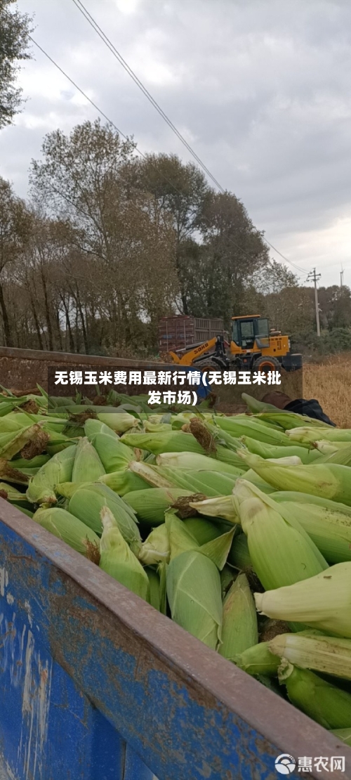 无锡玉米费用最新行情(无锡玉米批发市场)