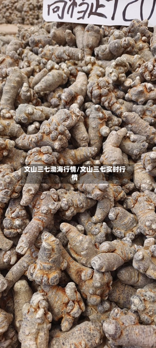 文山三七渤海行情/文山三七实时行情