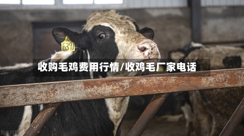 收购毛鸡费用行情/收鸡毛厂家电话-第2张图片